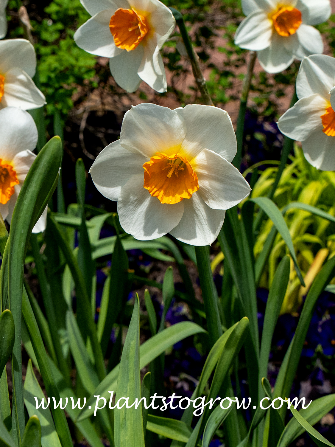Joyce Spirit Daffodil (Narcissus) 
Has a large white flower with a orange center cup.